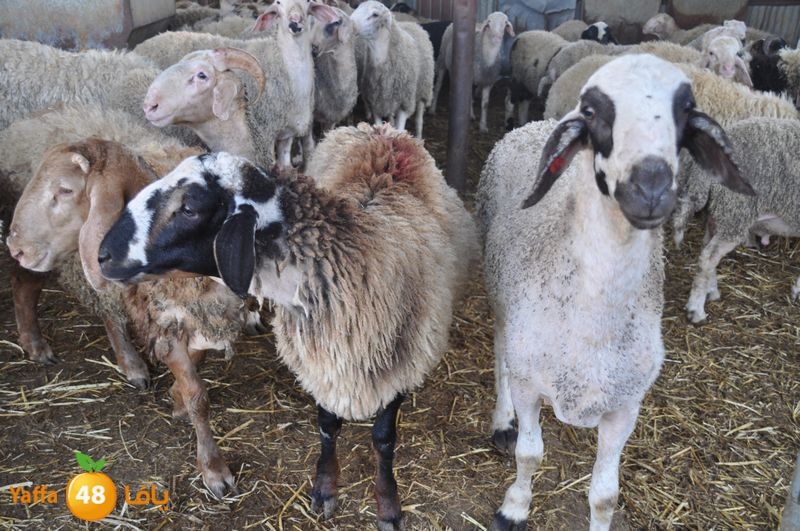 mal7ama lud 929 (13).JPG